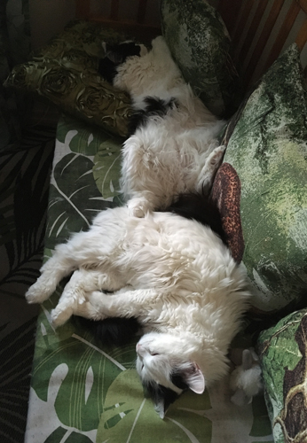 Lucifer och Citrus sover i Annas kökssoffa