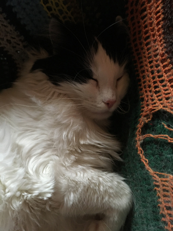 Närbild sovande Lucifer