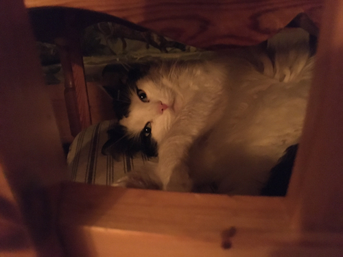 Lucifer med bus i blicken på en stol under bordet