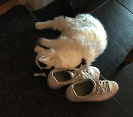 Skofetischisten Citrus