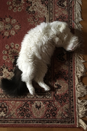 Citrus på Bokrumsmattan