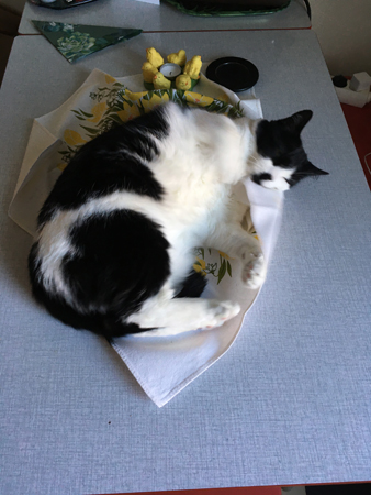 Mini på köksbordet rullat in sig i duk