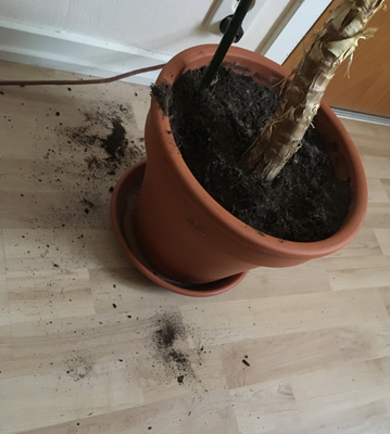 Urkrafsad jord ur blomkruka