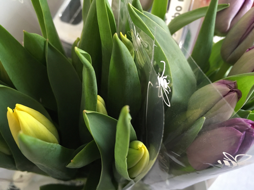 Gula och lila tulpaner