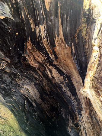 Inuti ett träd vid Fyrisån