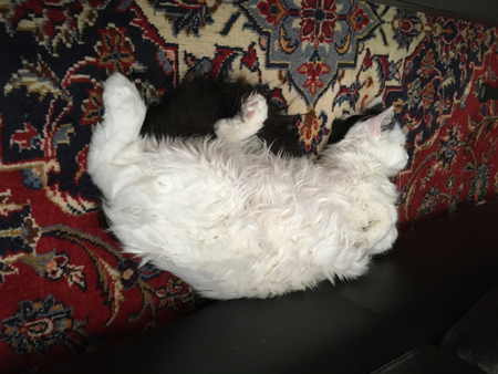 Citrus på vardagsrumsmattan