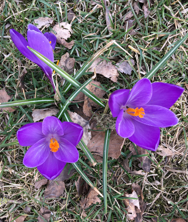 Lila krokus