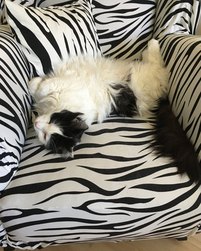 Lucifer i farfarsfåtöljen zebra