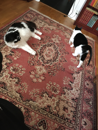 Lucifer och Mini på mattan i Bokrummet Lucifer och Mini på mattan i Bokrummet