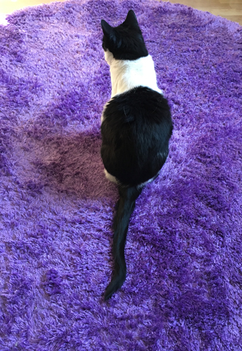 Mini på Es lila matta