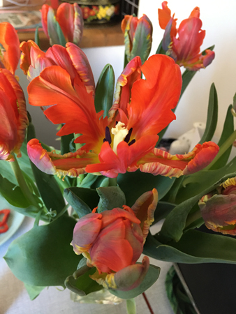 Röda tulpaner utslagna