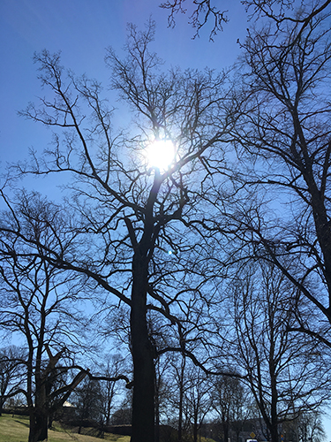 Sol mellan trädgrenarna