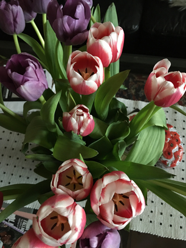 Tulpaner utslagna lila och rosavita