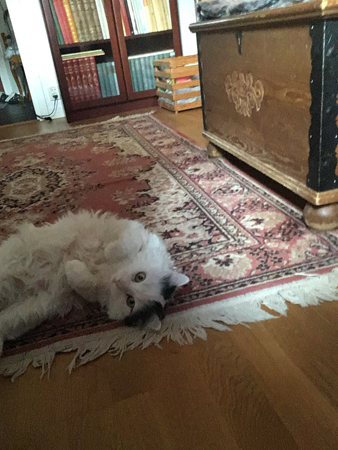 Citrus på Bokrumsmattan