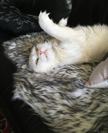 Citrus på fällen sover med öppna ögon