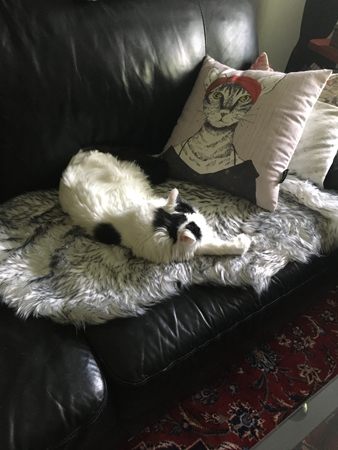 Citrus sover på soffan med ryggen mot kameran