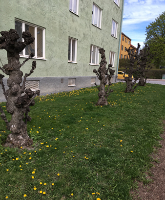 Grönt hus gräsmatta gula blommor beskurna träd