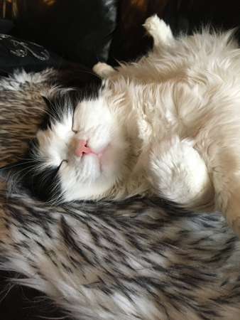 Lucifer sover närbild