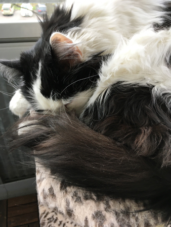 Lucifer sover på klätterpelaren på balkongen