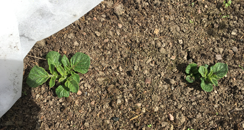 Potatisblast på väg upp ur jorden