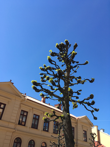 Beskurna träd på väg att få löv