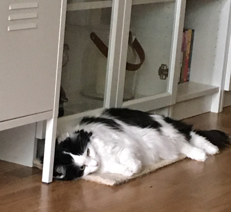 Lucifer ligger på klösbrädan