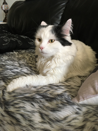 Citrus med öronen bakåt