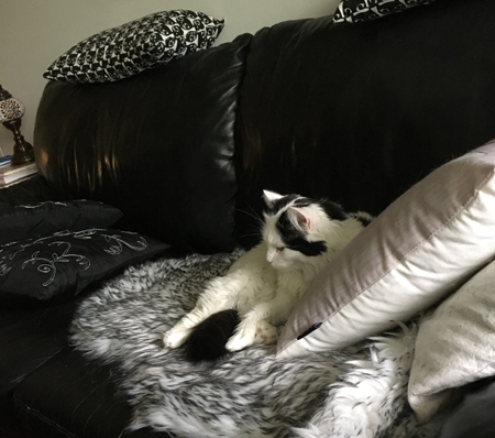 Citrus på fällen i soffan