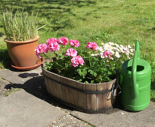 Blommor i krukor och vattenkanna