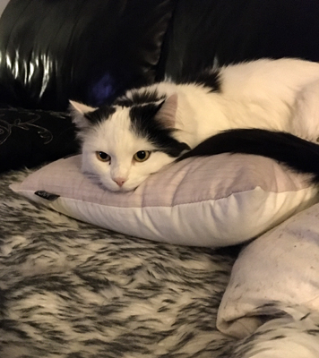 Citrus på kudden i soffan