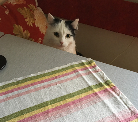 Citrus på min plats i soffan i köket