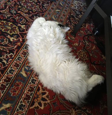 Citrus på vardagsrumsmattan