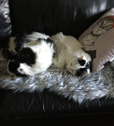 Lucifer och Citrus sover tillsammans på fällen i soffan