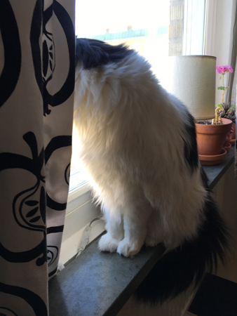 Lucifer tittar ut genom köksfönstret