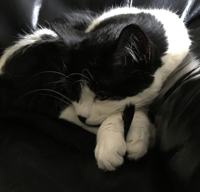 Mini med sin svanstipp mellan framtassarna Mini med sin svanstipp mellan framtassarna