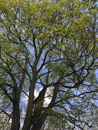 Träd som börjar grönska