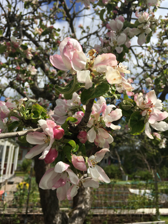 Äppelblom i Slottsträdgården