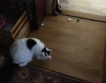 Citrus och fyra kapsyler