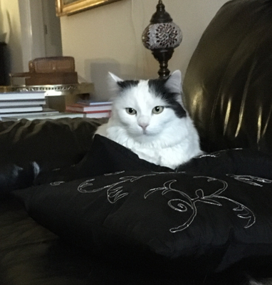 Citrus på svart soffkudde