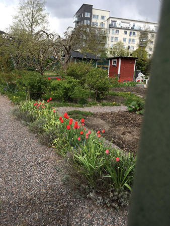 Koloniträdgårdsföreningen Viola