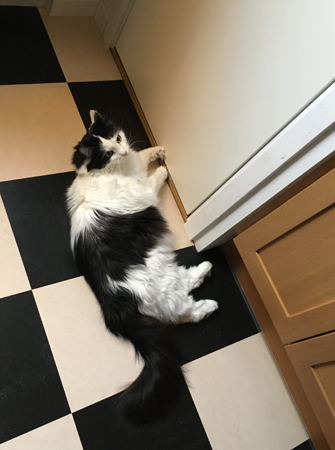 Lucifer ligger utanför skafferiet