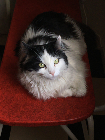 Lucifer på min plats på soffan i köket