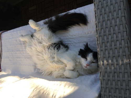 Lucifer tar upp större delen av balkongsoffan