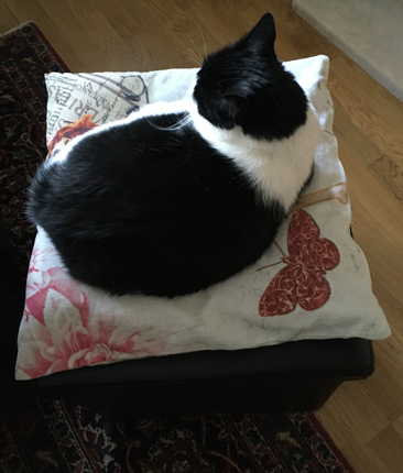 Mamma Mini på kudden på min fotpall