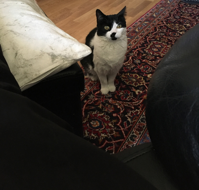 Mini redo att hoppa upp på armstödet