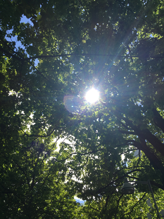 Sol genom gröna trädkronor