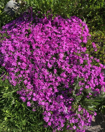 Lila blommor på stenparti