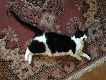 Mini på Bokrumsmattan