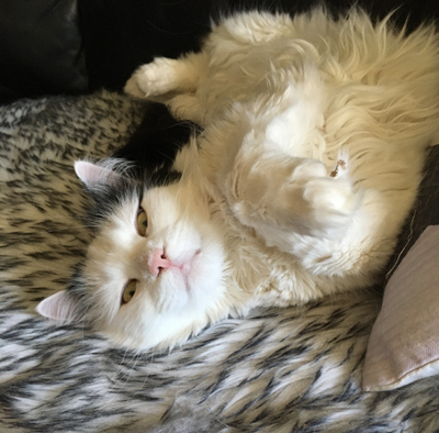 Citrus halvvaken på fällen