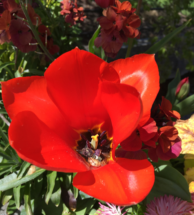 Tulpan röd utslagen